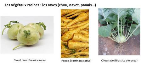 Legumes 1