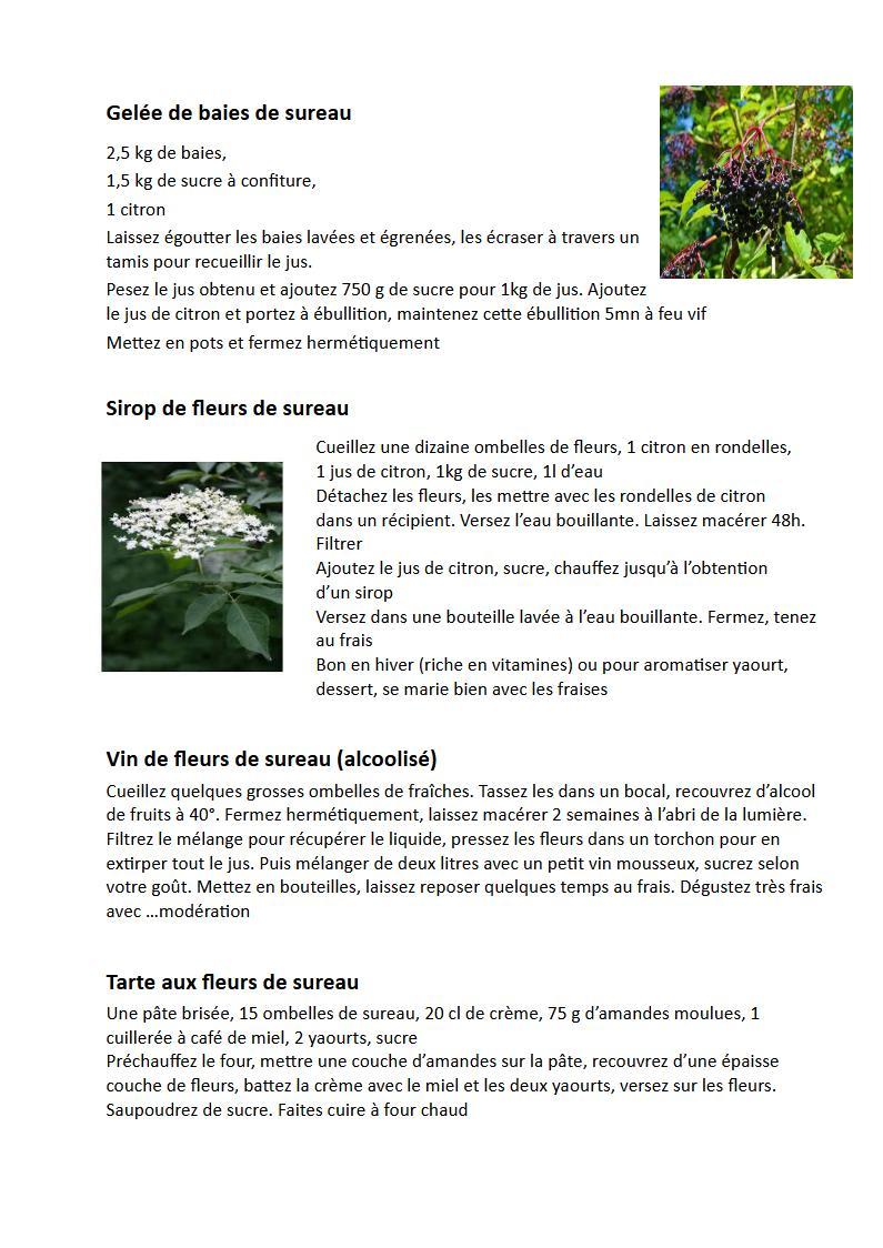 Sureau gougeres arroche